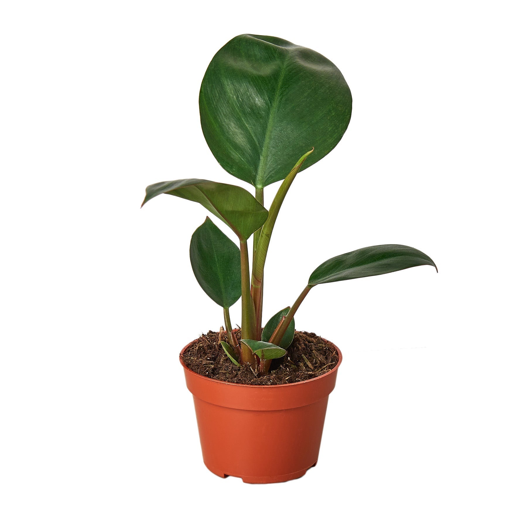 Philodendron 'Congo Rojo' 6" potted plant