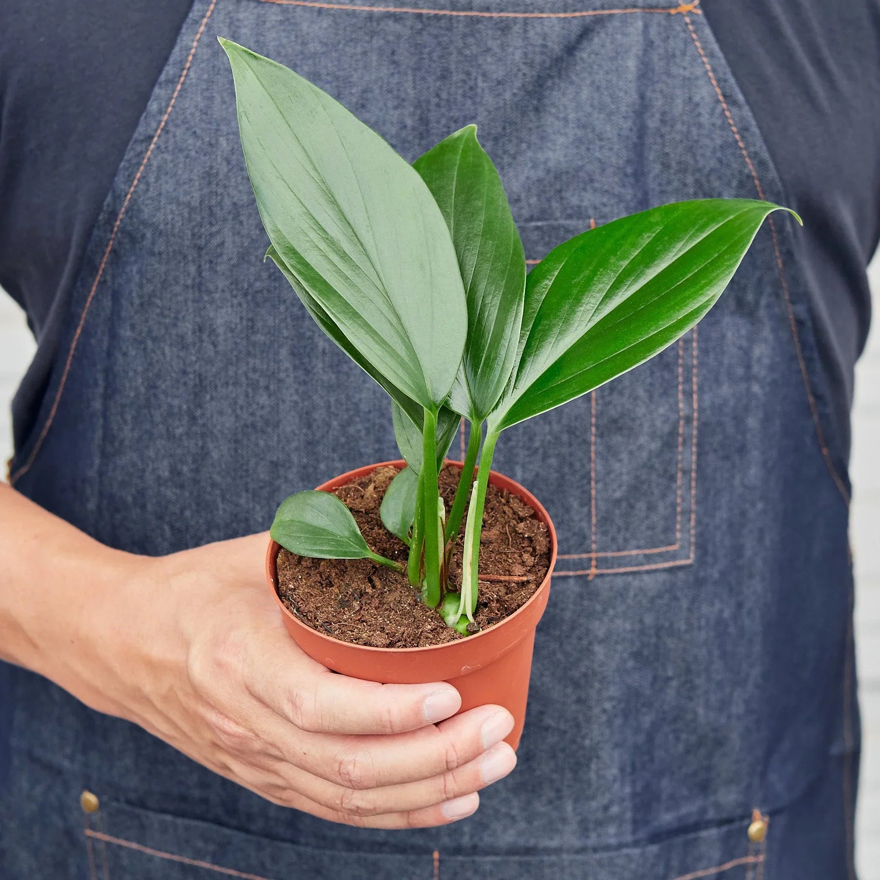 Philodendron 'Dragon Tail' potted plant