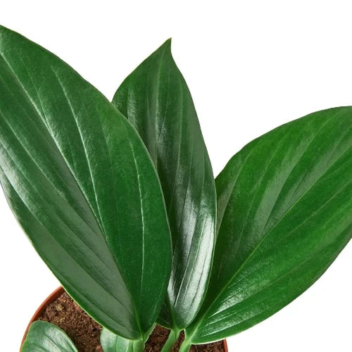 Philodendron 'Dragon Tail' potted plant