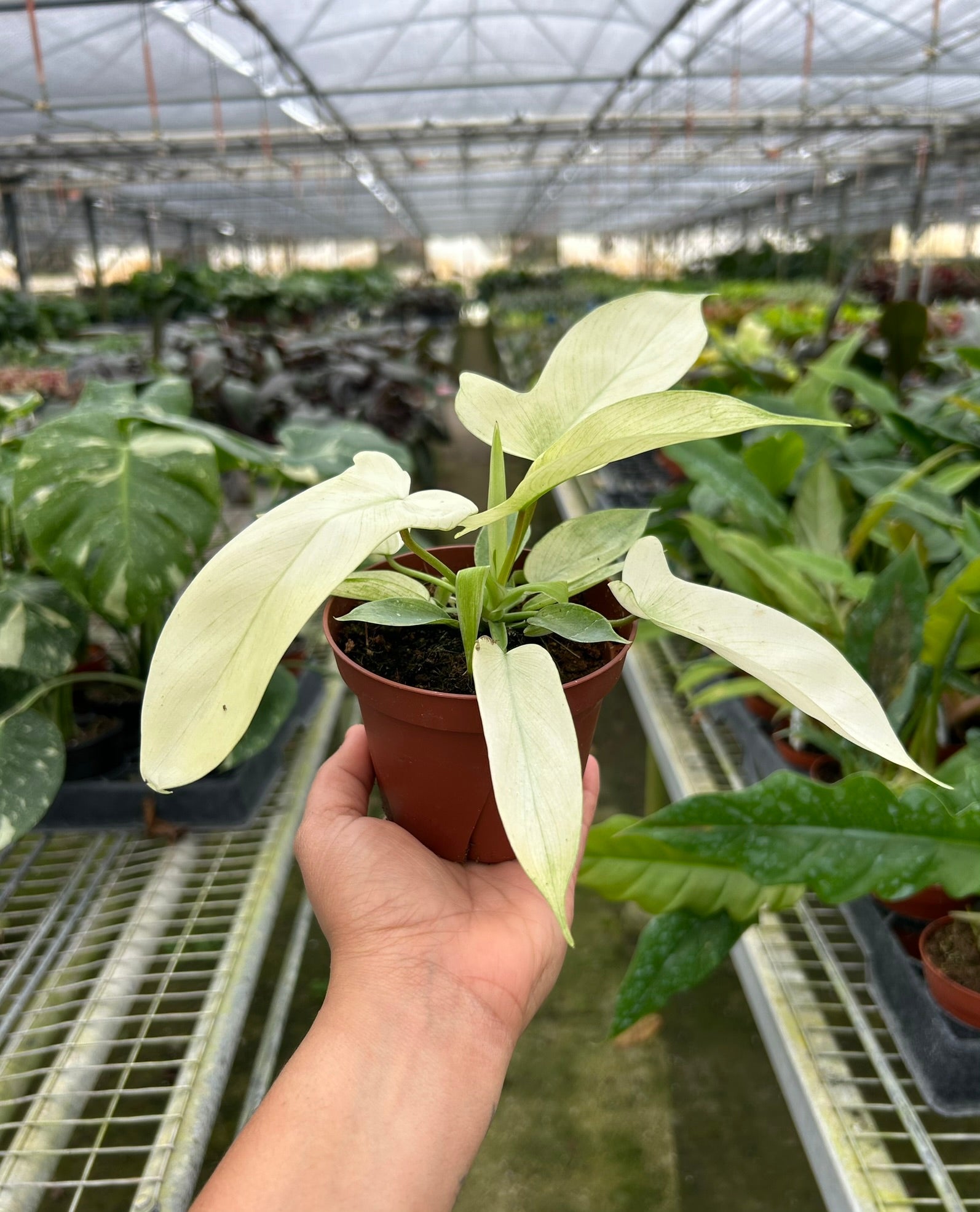 Philodendron 'Florida Ghost' potted plant
