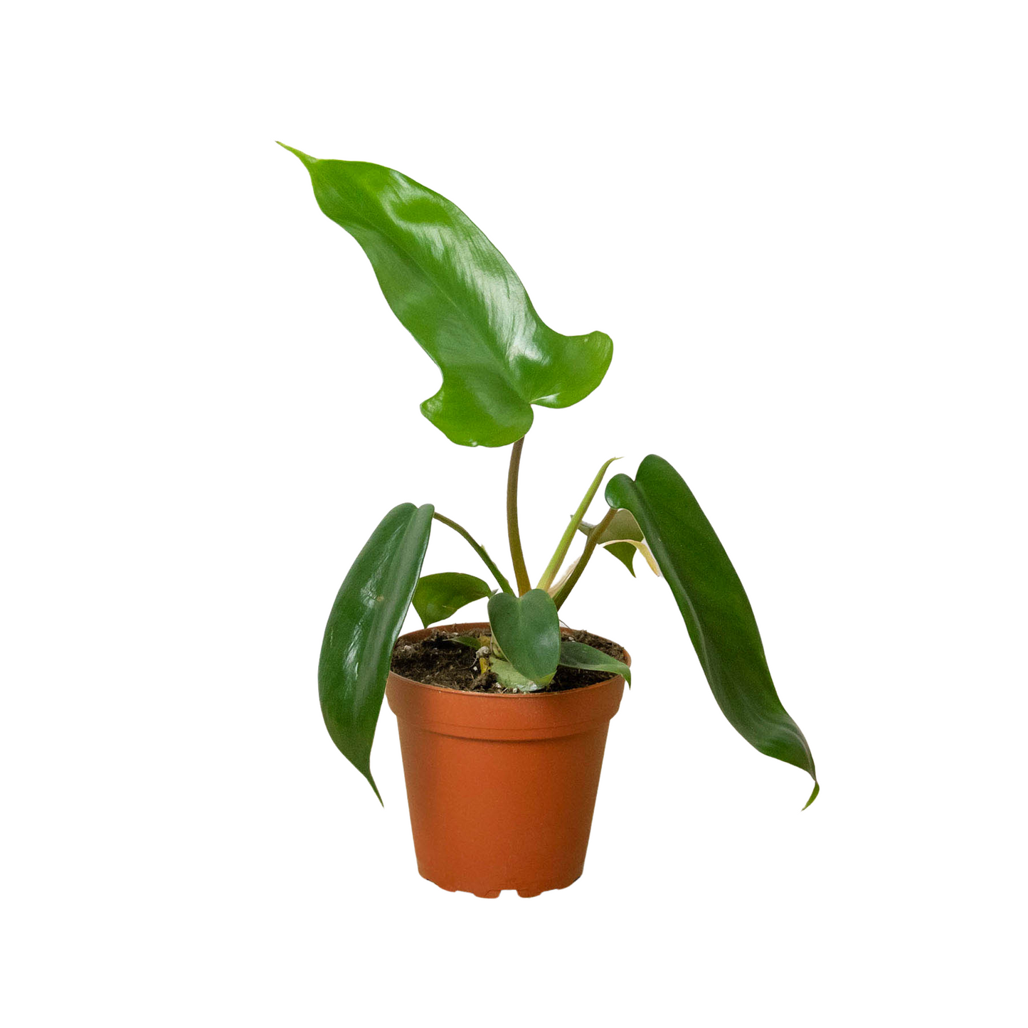 Philodendron 'Florida Green' potted plant
