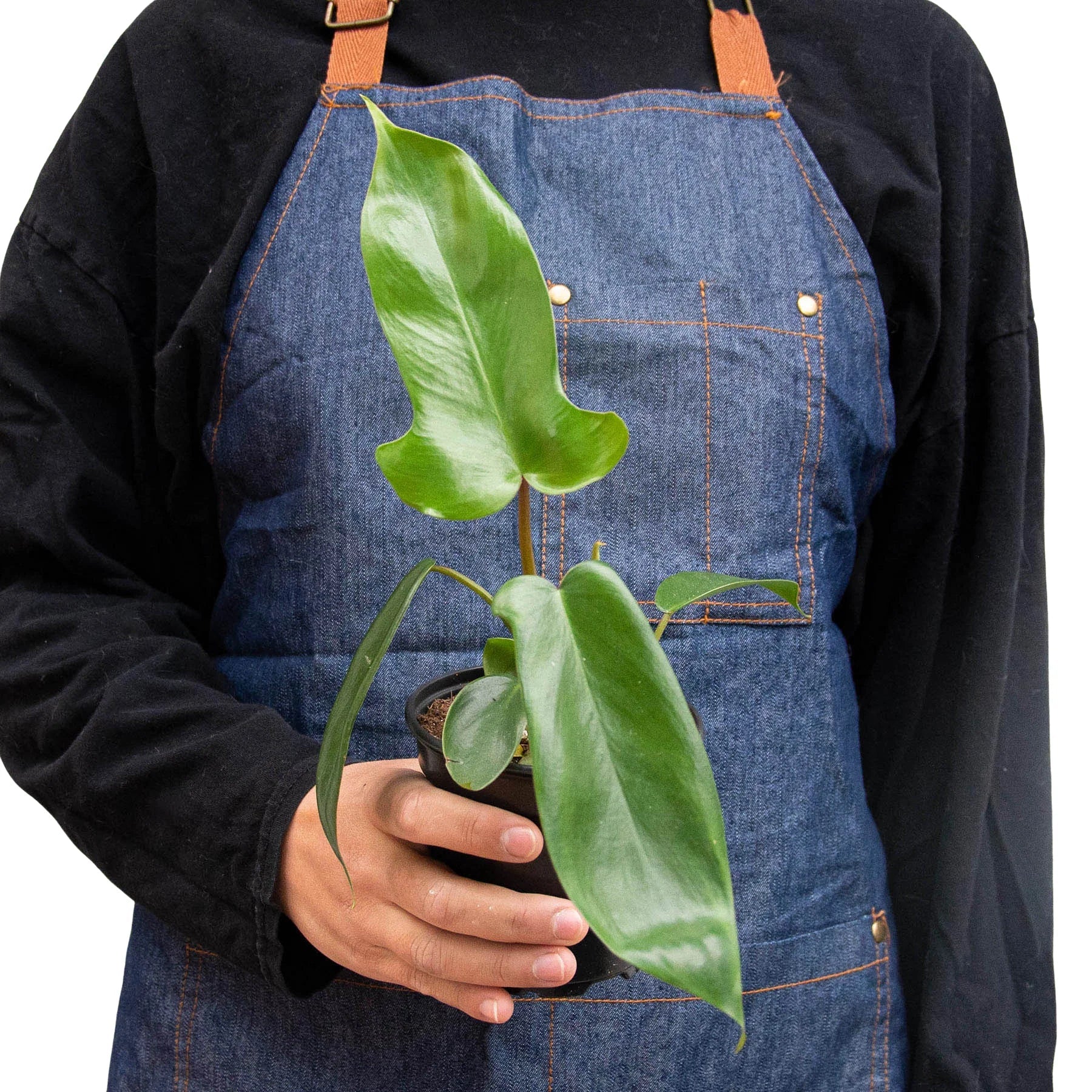 Philodendron 'Florida Green' potted plant