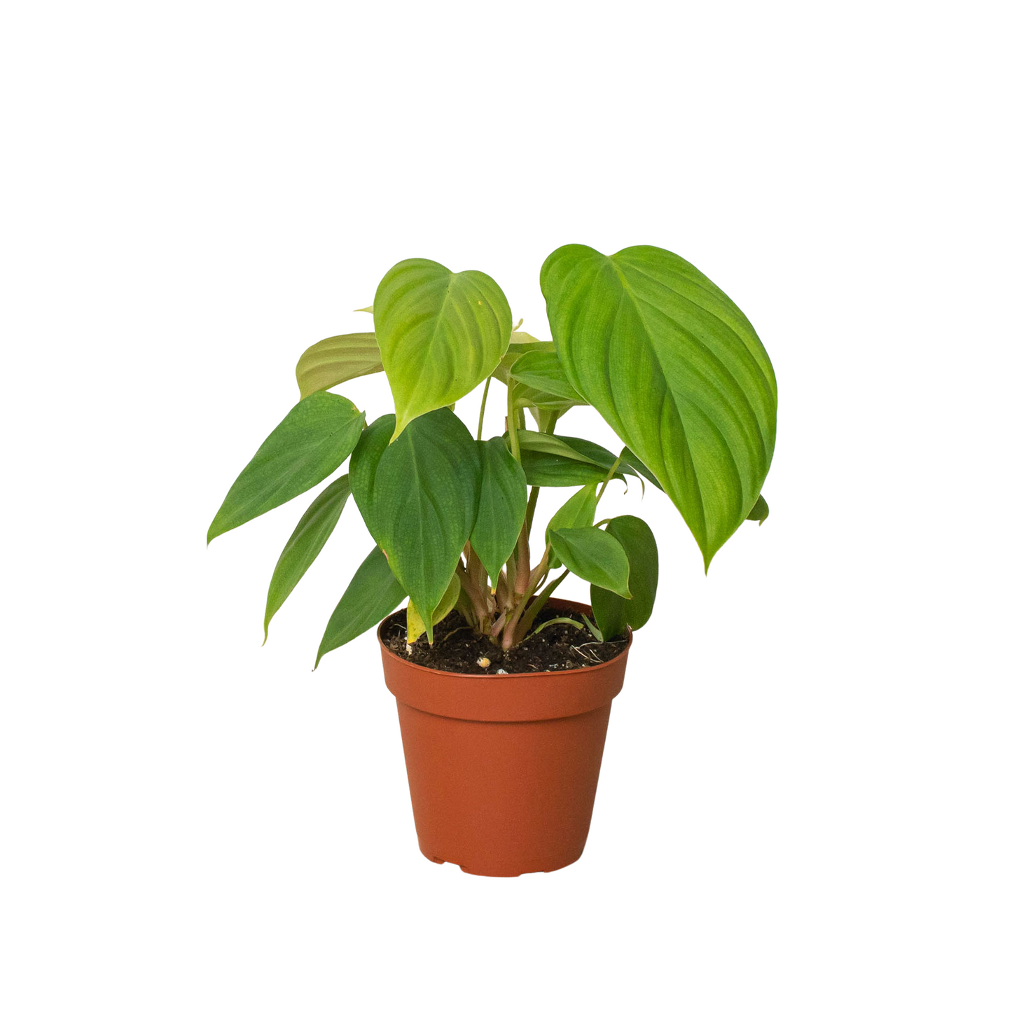 Philodendron 'Fuzzy Petiole' potted plant