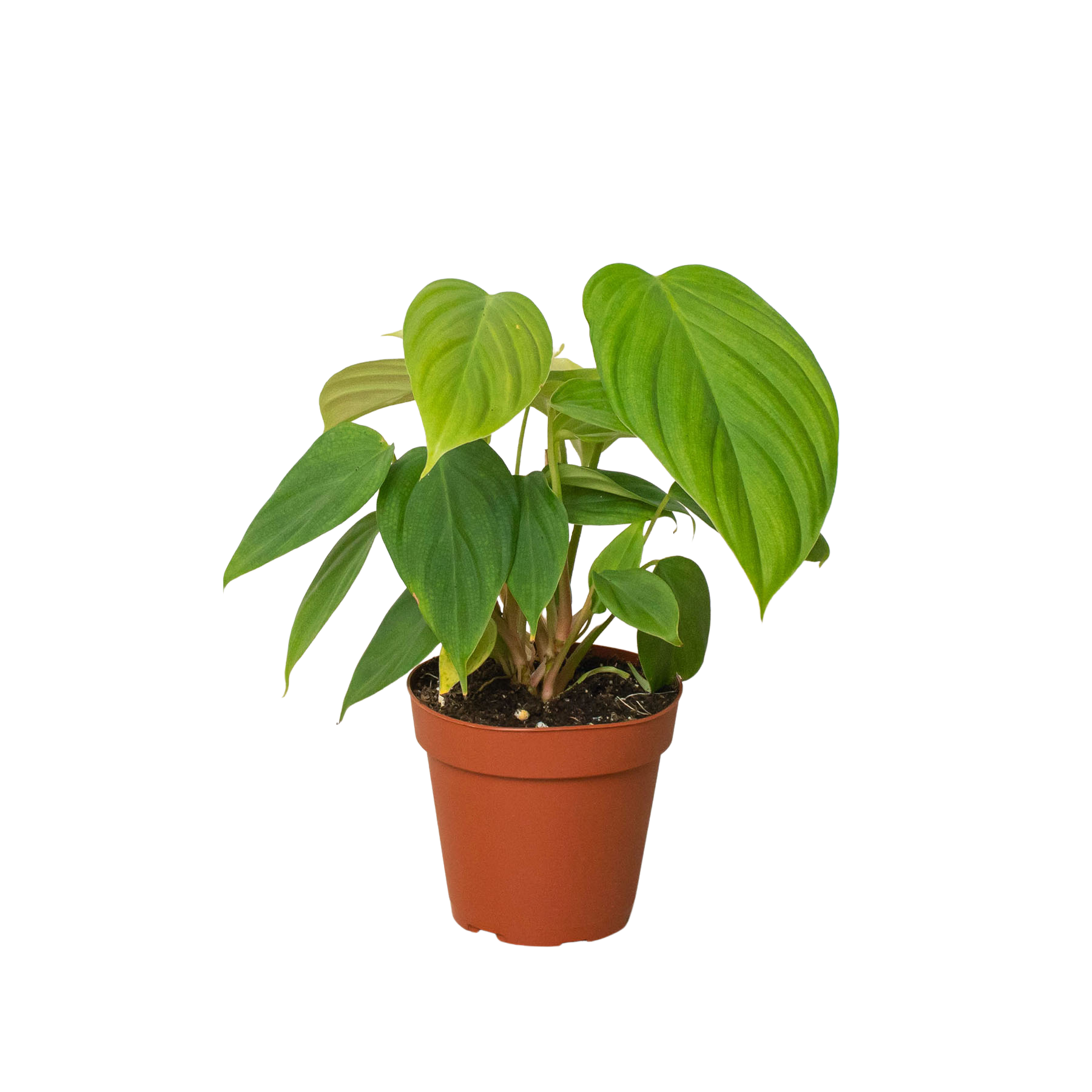 Philodendron 'Fuzzy Petiole' potted plant