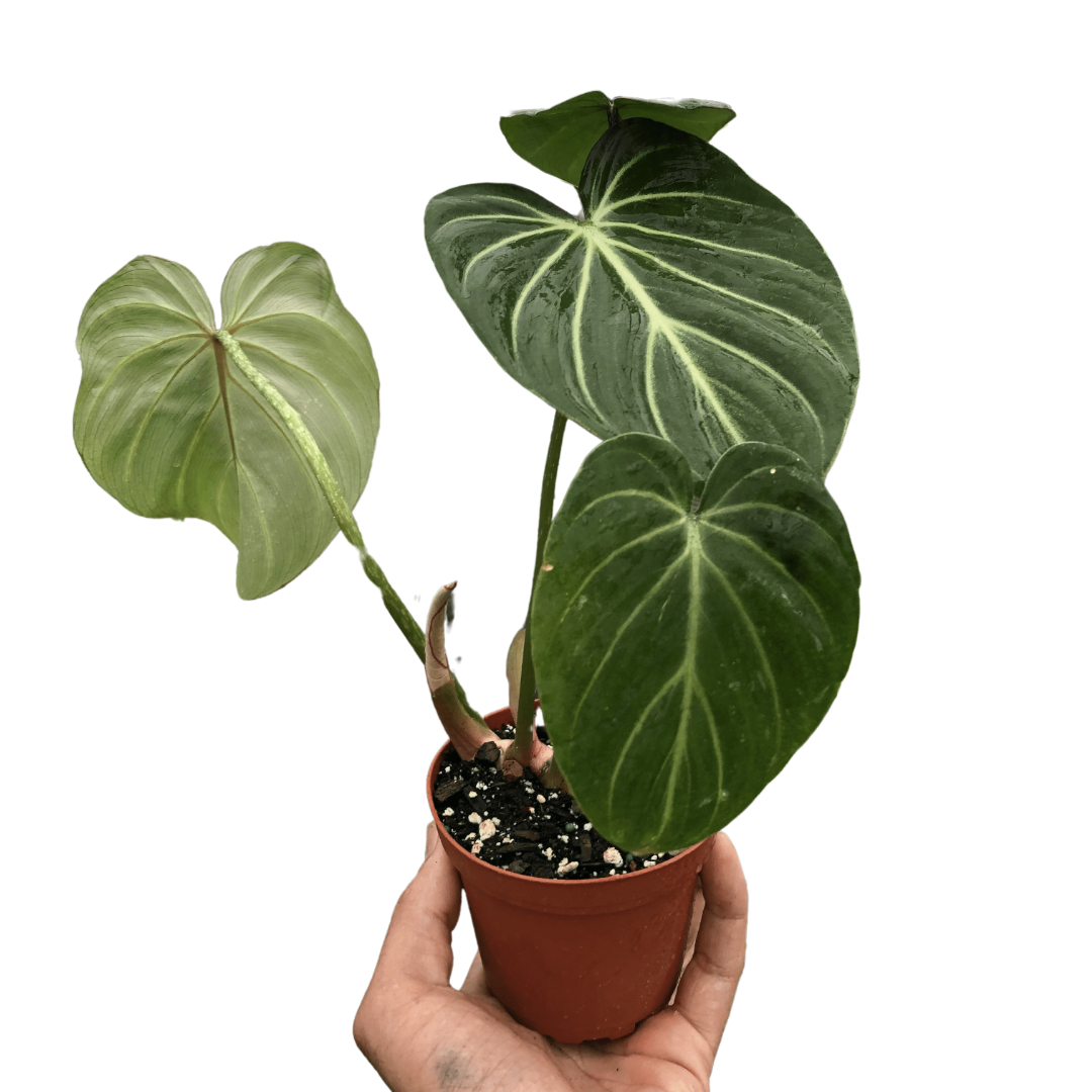 Philodendron Gloriosum potted plant