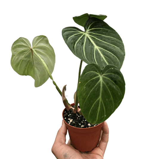 Philodendron Gloriosum potted plant