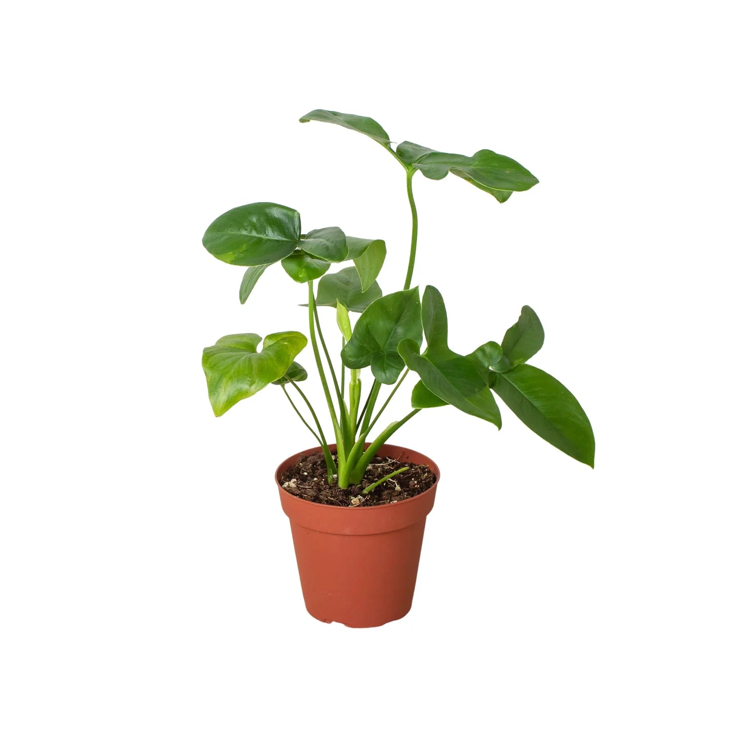 Philodendron 'Goeldii' potted plant