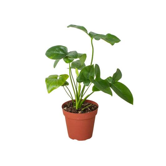 Philodendron 'Goeldii' potted plant
