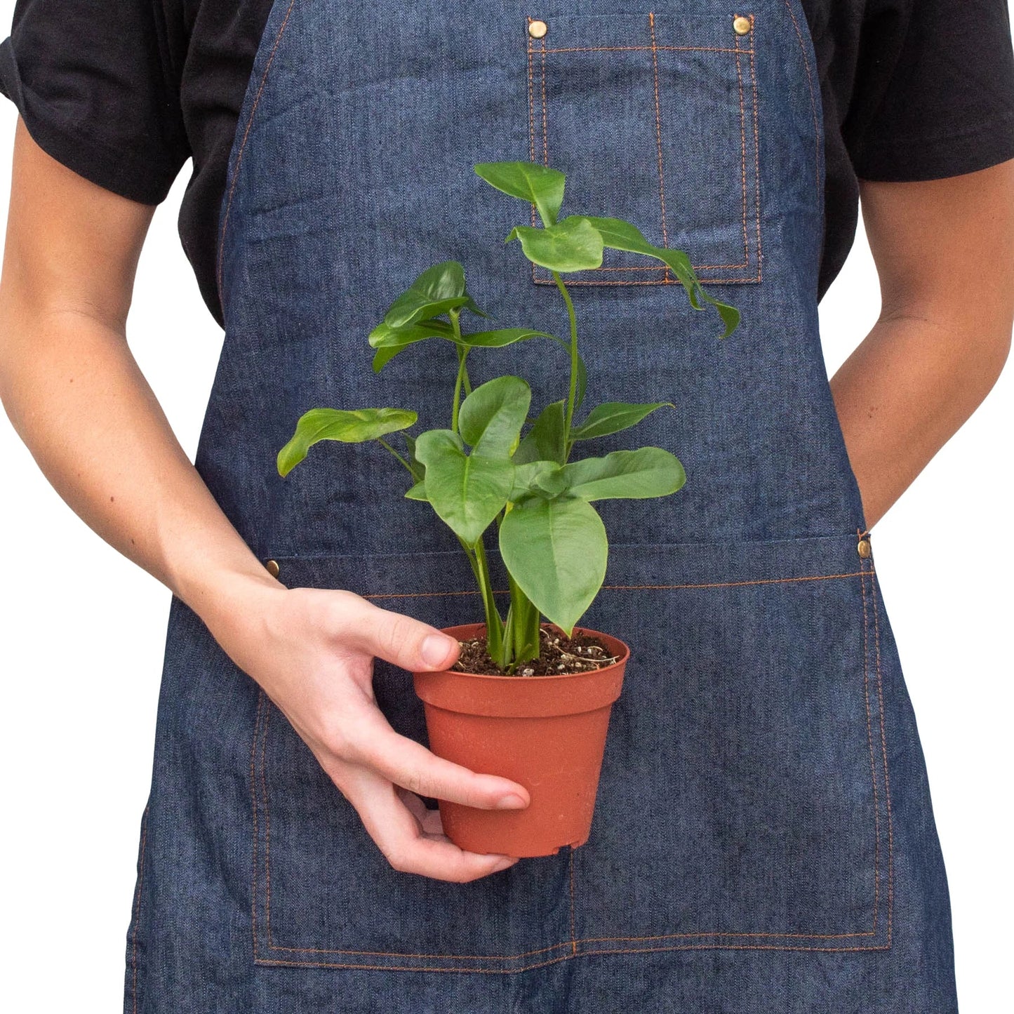 Philodendron 'Goeldii' potted plant