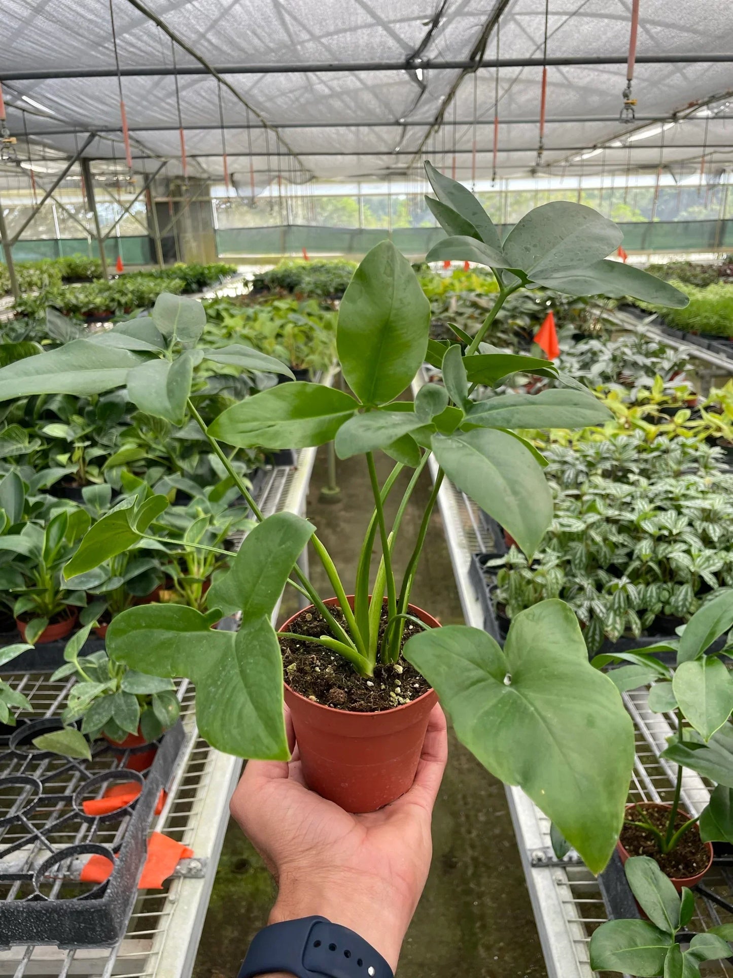 Philodendron 'Goeldii' potted plant