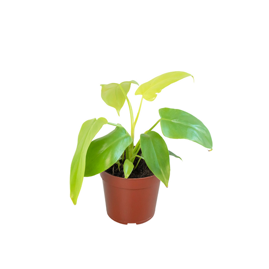 Philodendron 'Gold Violin' potted plant