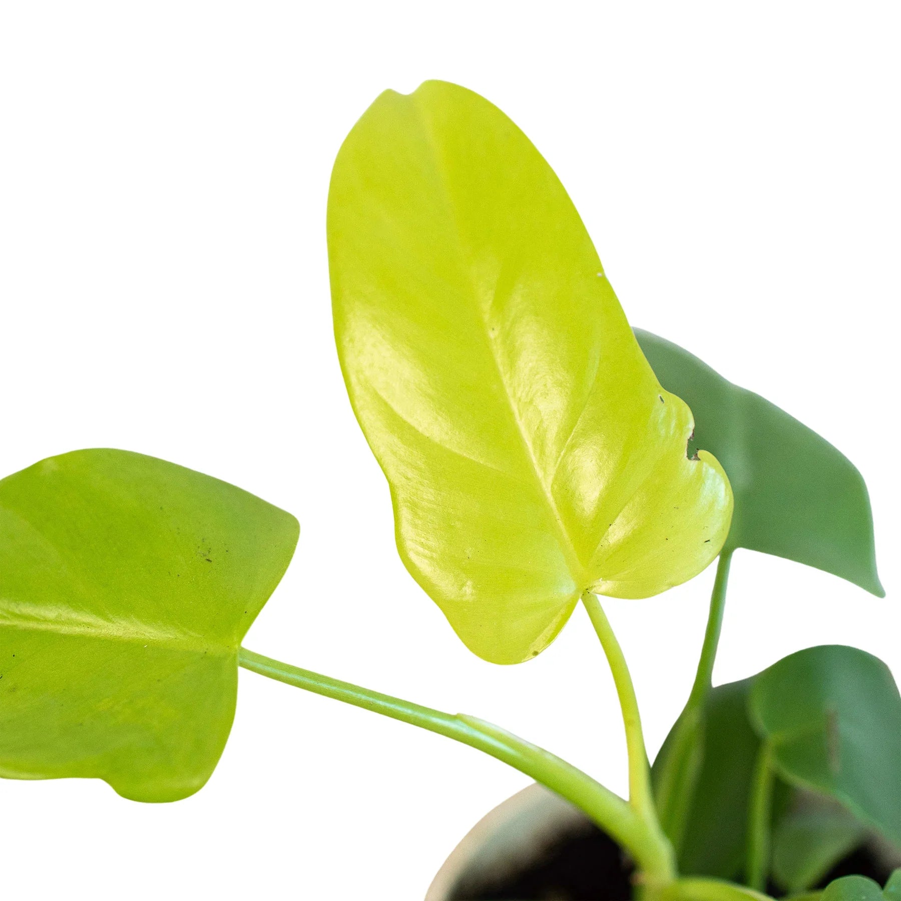 Philodendron 'Gold Violin' potted plant