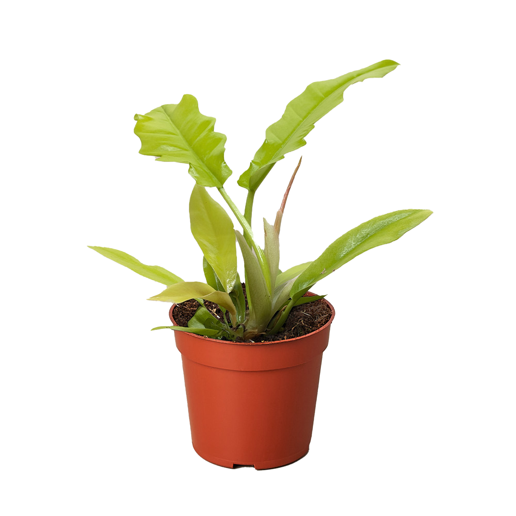 Philodendron 'Golden Crocodile' potted plant