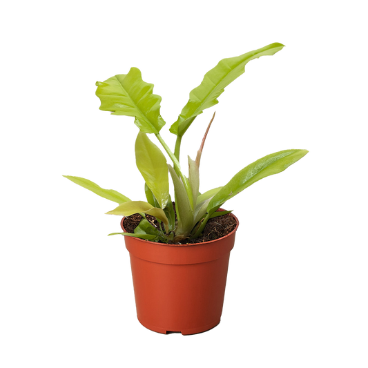 Philodendron 'Golden Crocodile' potted plant