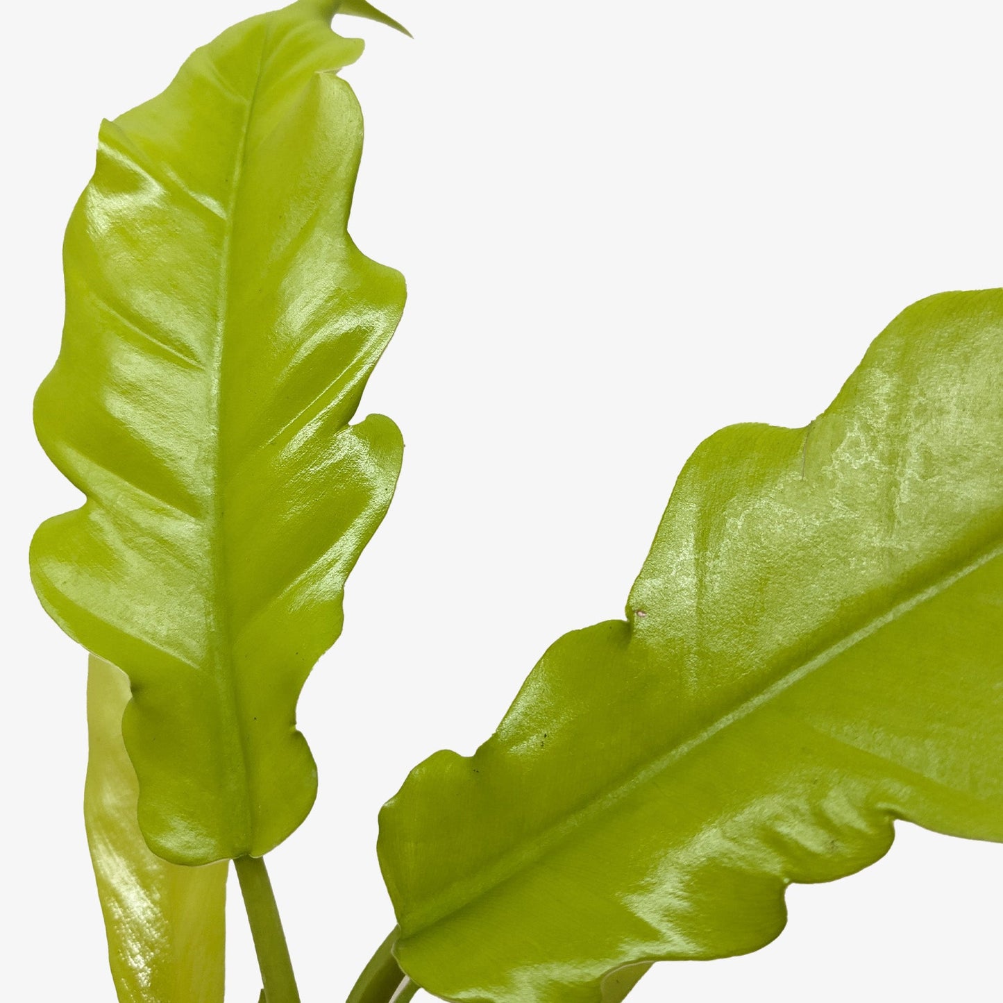 Philodendron 'Golden Crocodile' potted plant