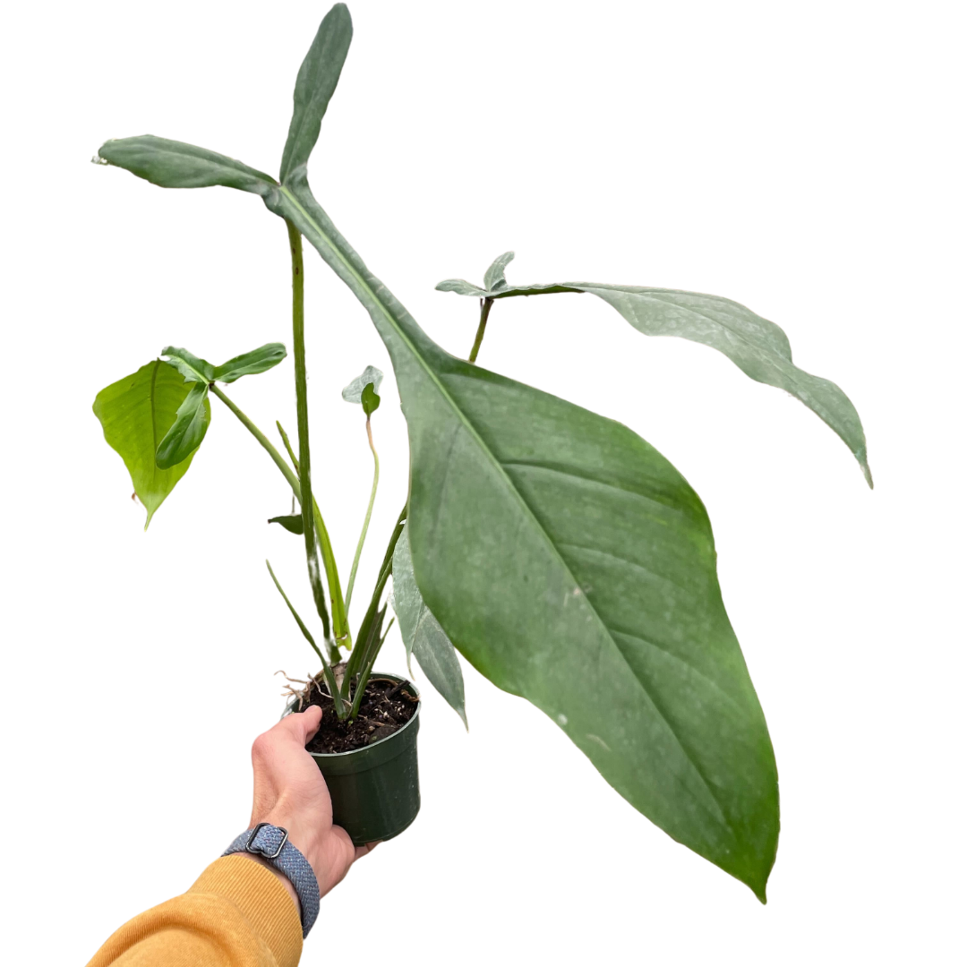 Philodendron 'Joepii' potted plant