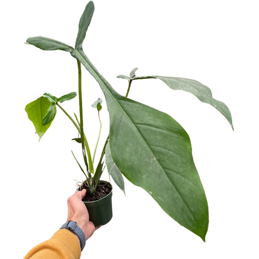 Philodendron 'Joepii' potted plant