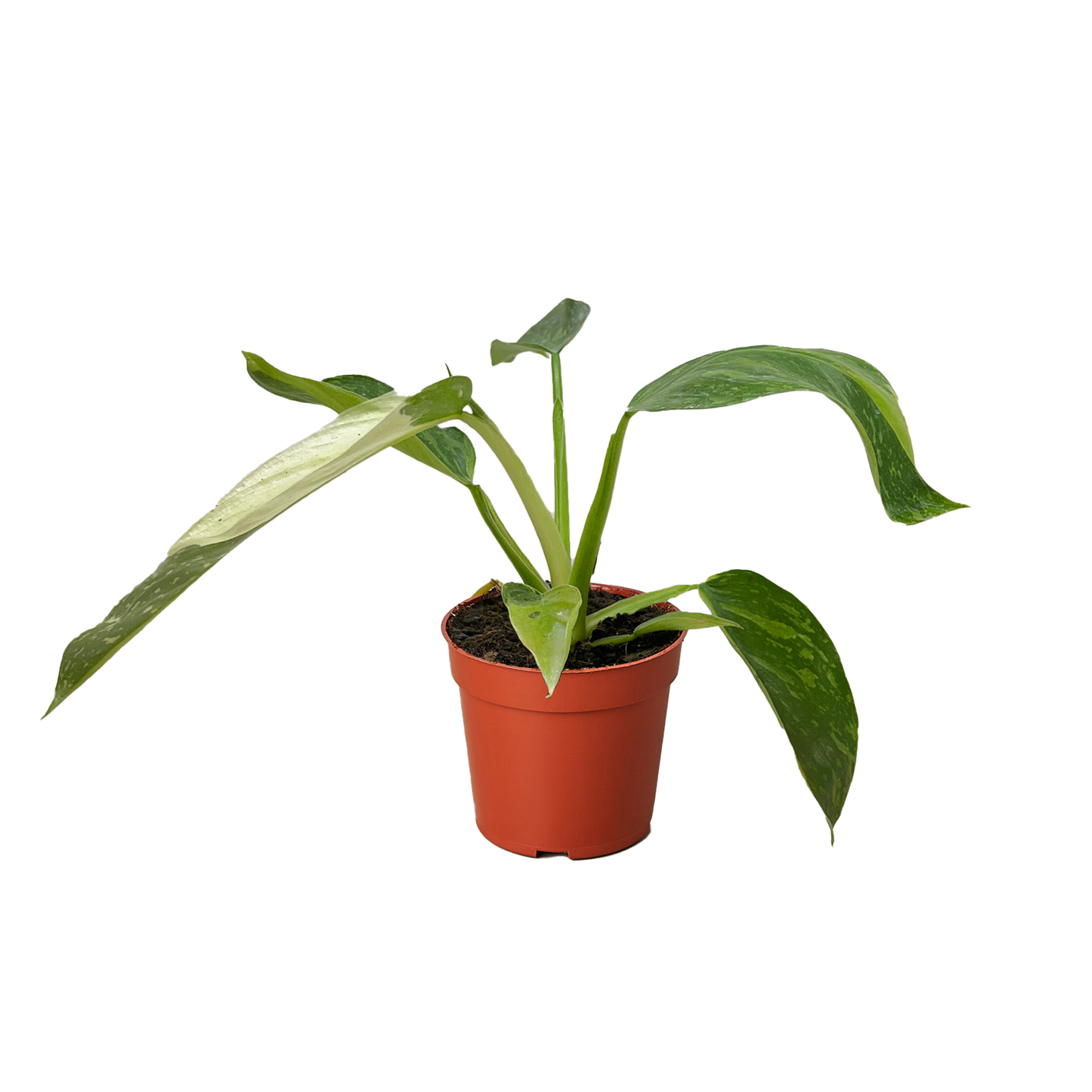 Philodendron Jose Bueno 4" potted plant