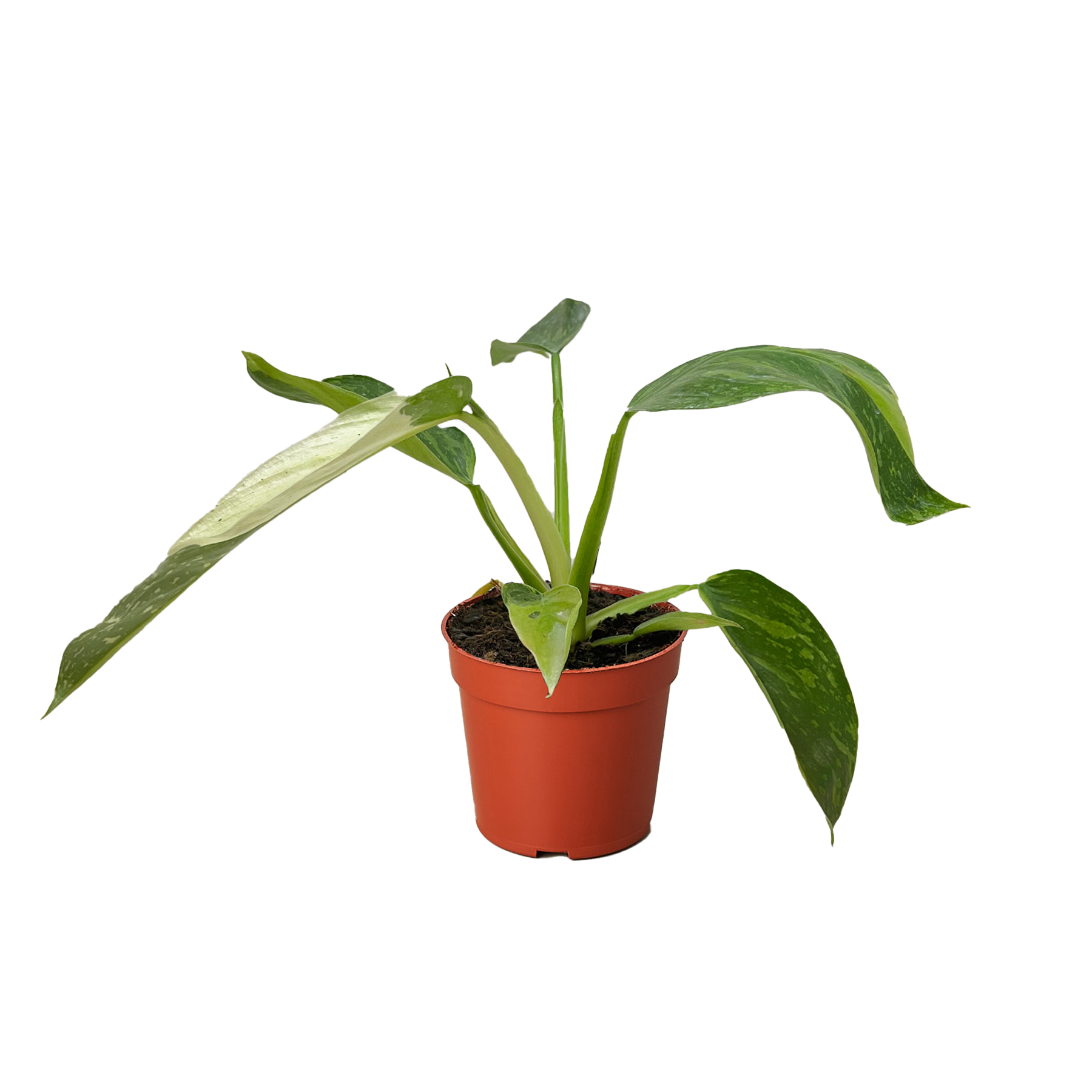 Philodendron Jose Bueno 4" potted plant