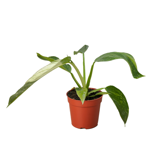 Philodendron Jose Bueno 4" potted plant