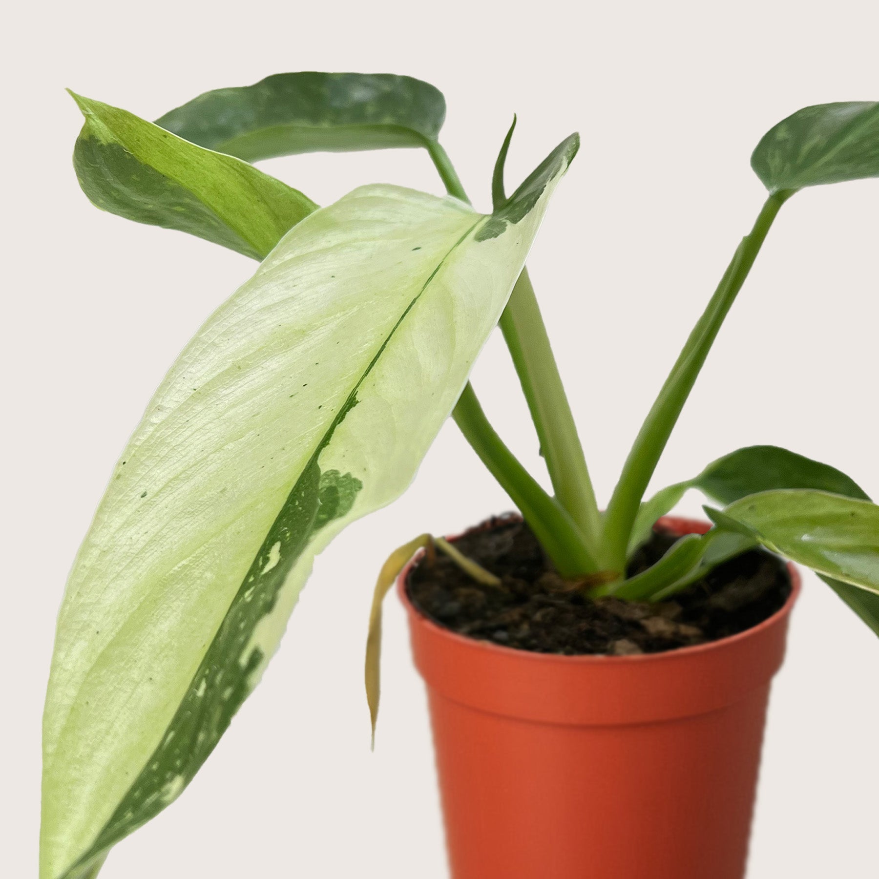 Philodendron Jose Bueno 4" potted plant