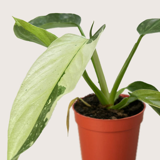 Philodendron Jose Bueno 4" potted plant