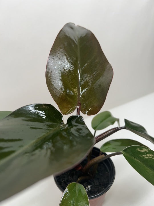 Philodendron Majesty 4" potted plant