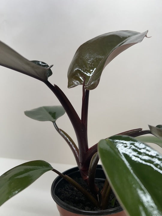 Philodendron Majesty 4" potted plant