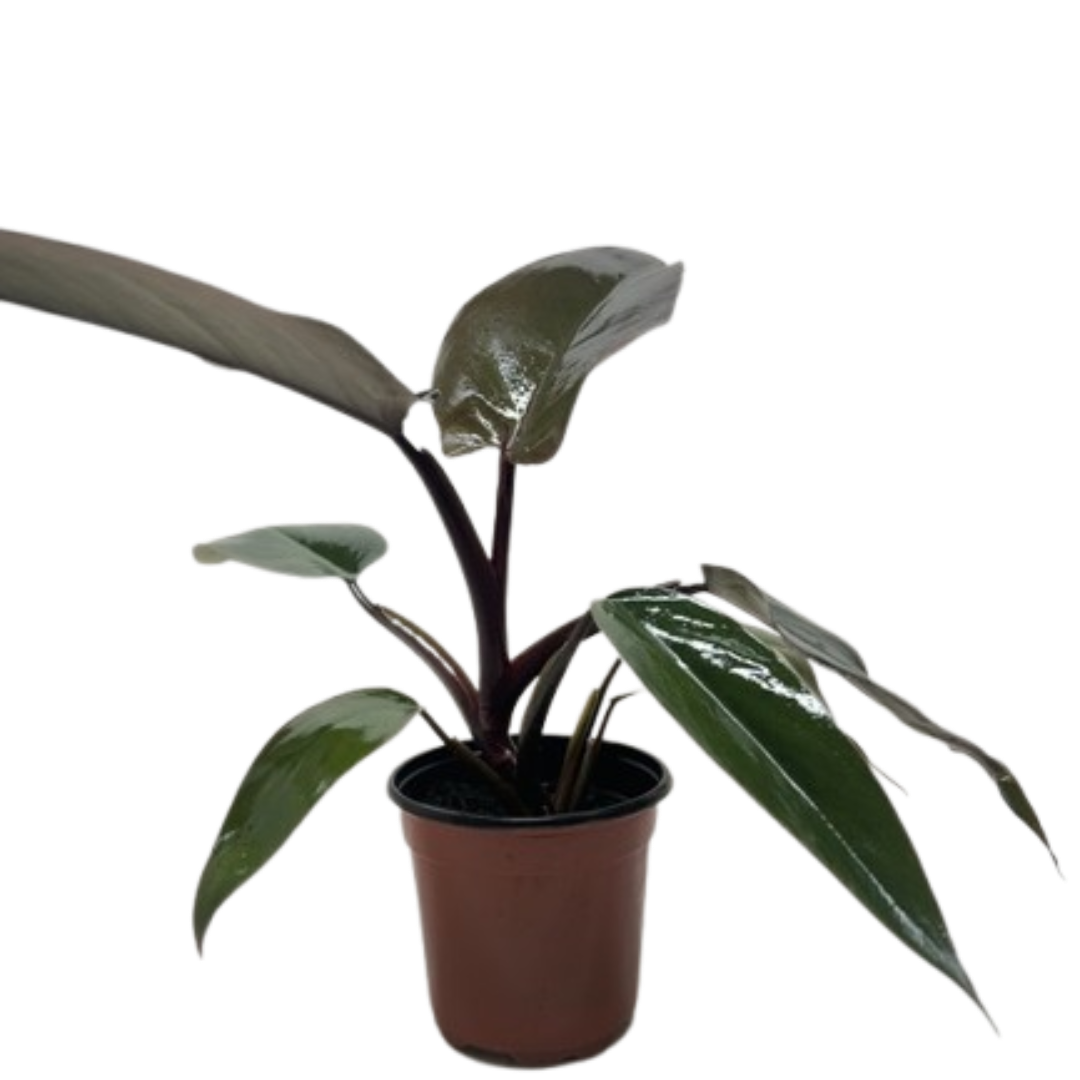 Philodendron Majesty 4" potted plant