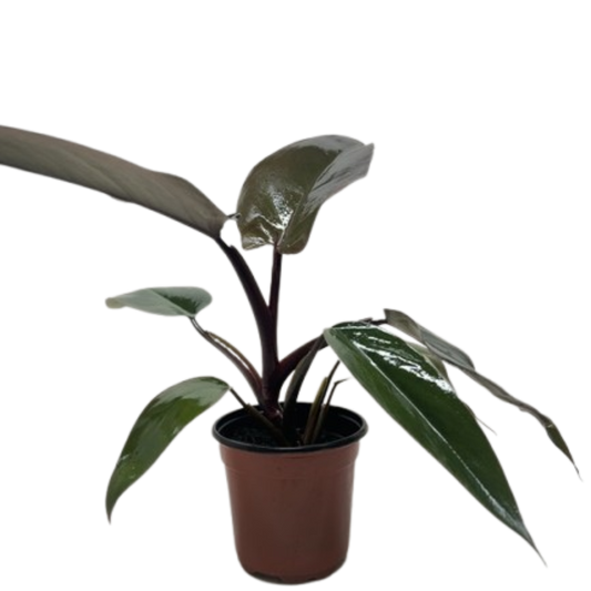 Philodendron Majesty 4" potted plant