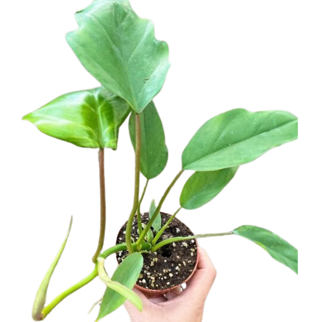 Philodendron Mayoi potted plant