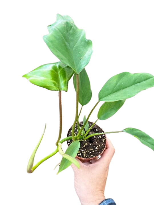 Philodendron Mayoi potted plant