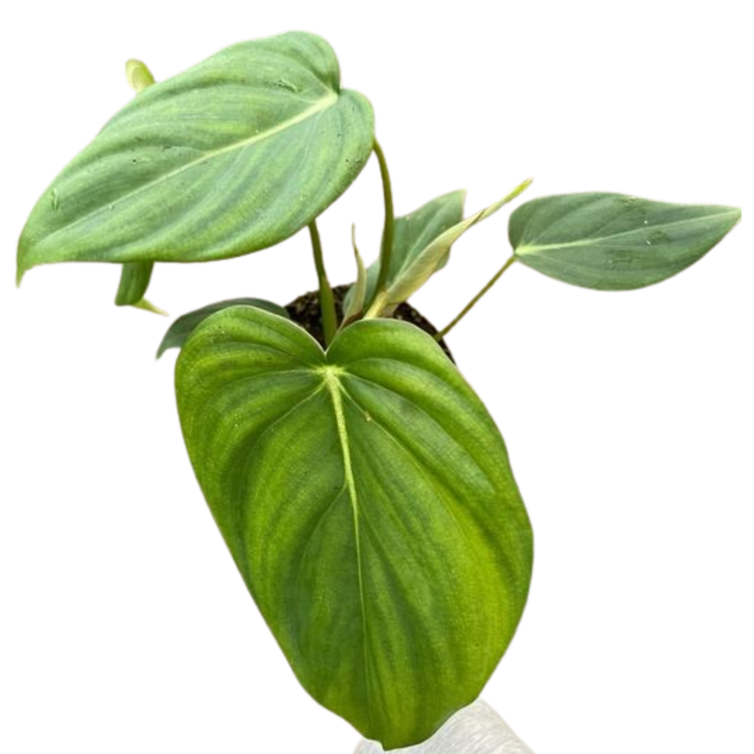 Philodendron 'Mcdowell' potted plant