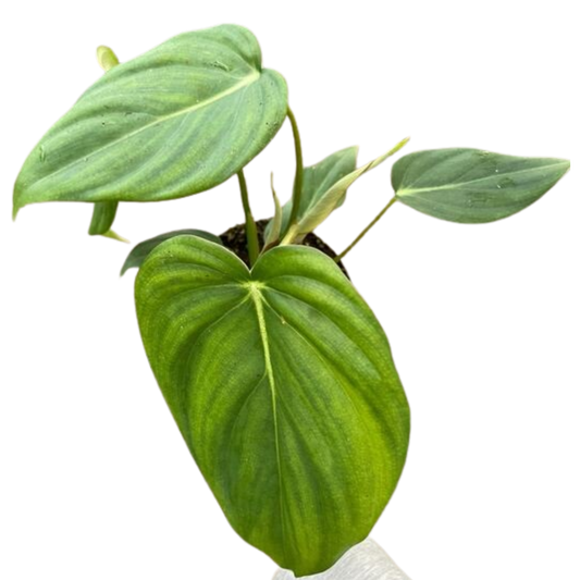 Philodendron 'Mcdowell' potted plant