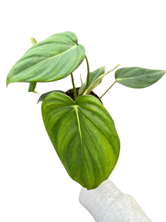 Philodendron 'Mcdowell' potted plant