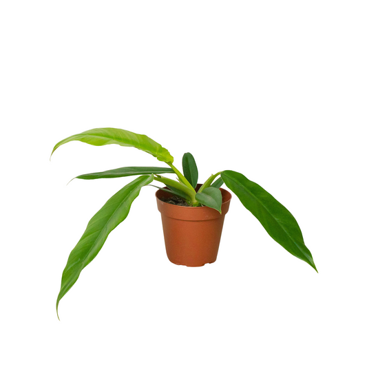 Philodendron 'Narrow Escape' potted plant