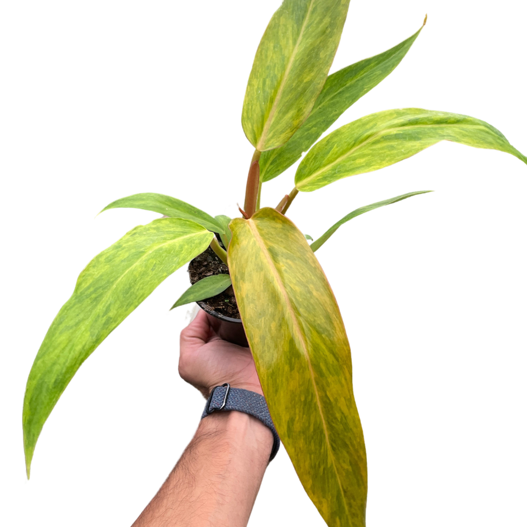 Philodendron 'Orange Marmalade' potted plant