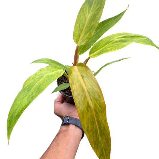 Philodendron 'Orange Marmalade' potted plant