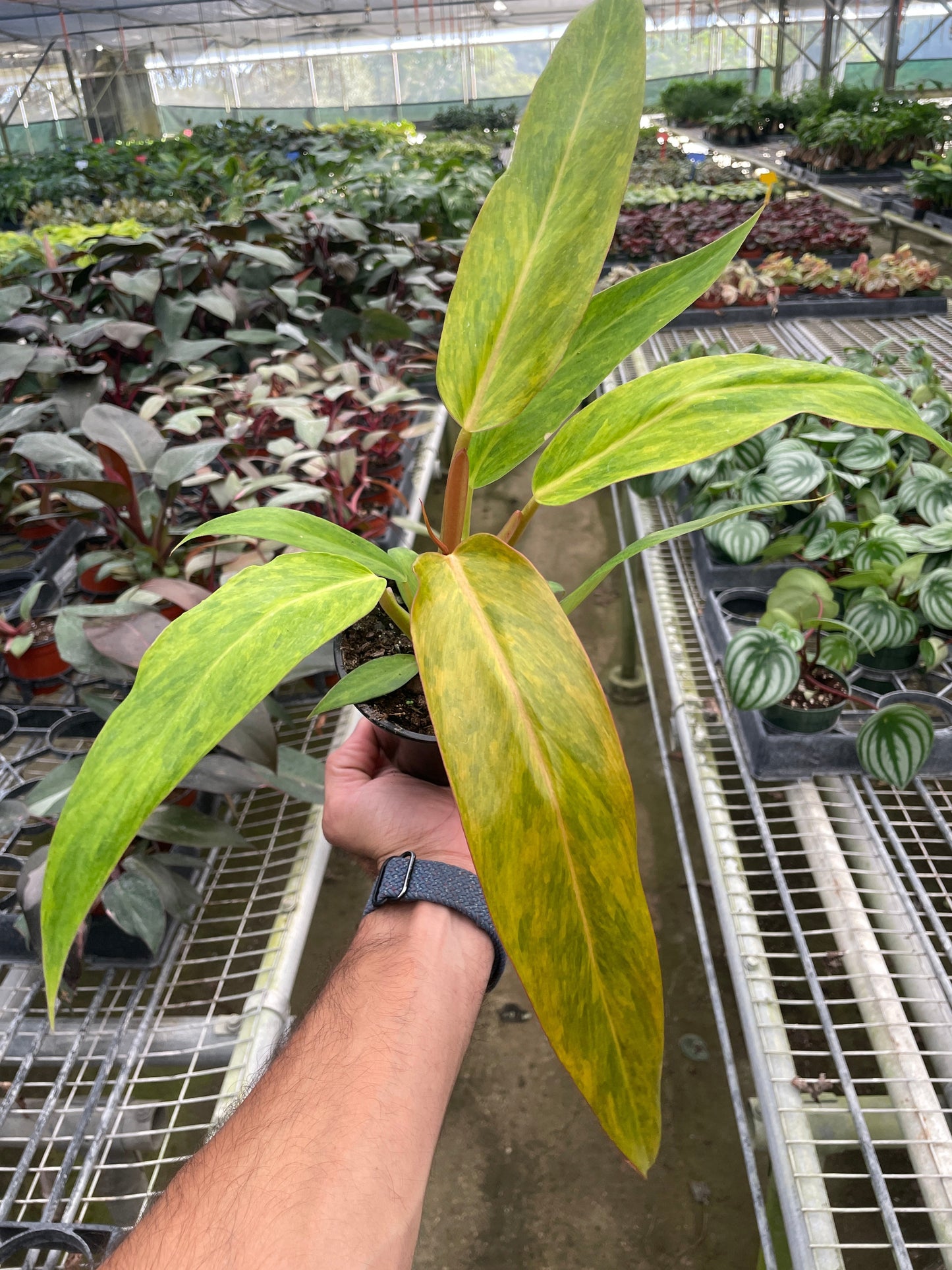 Philodendron 'Orange Marmalade' potted plant