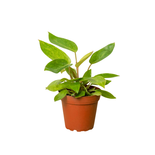 Philodendron 'Painted Lady' potted plant