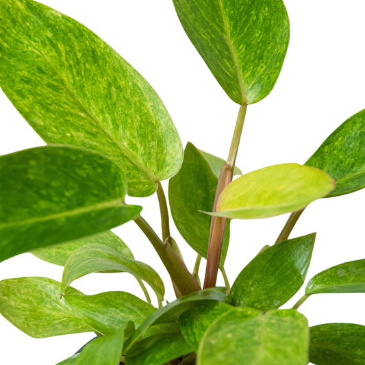 Philodendron 'Painted Lady' potted plant