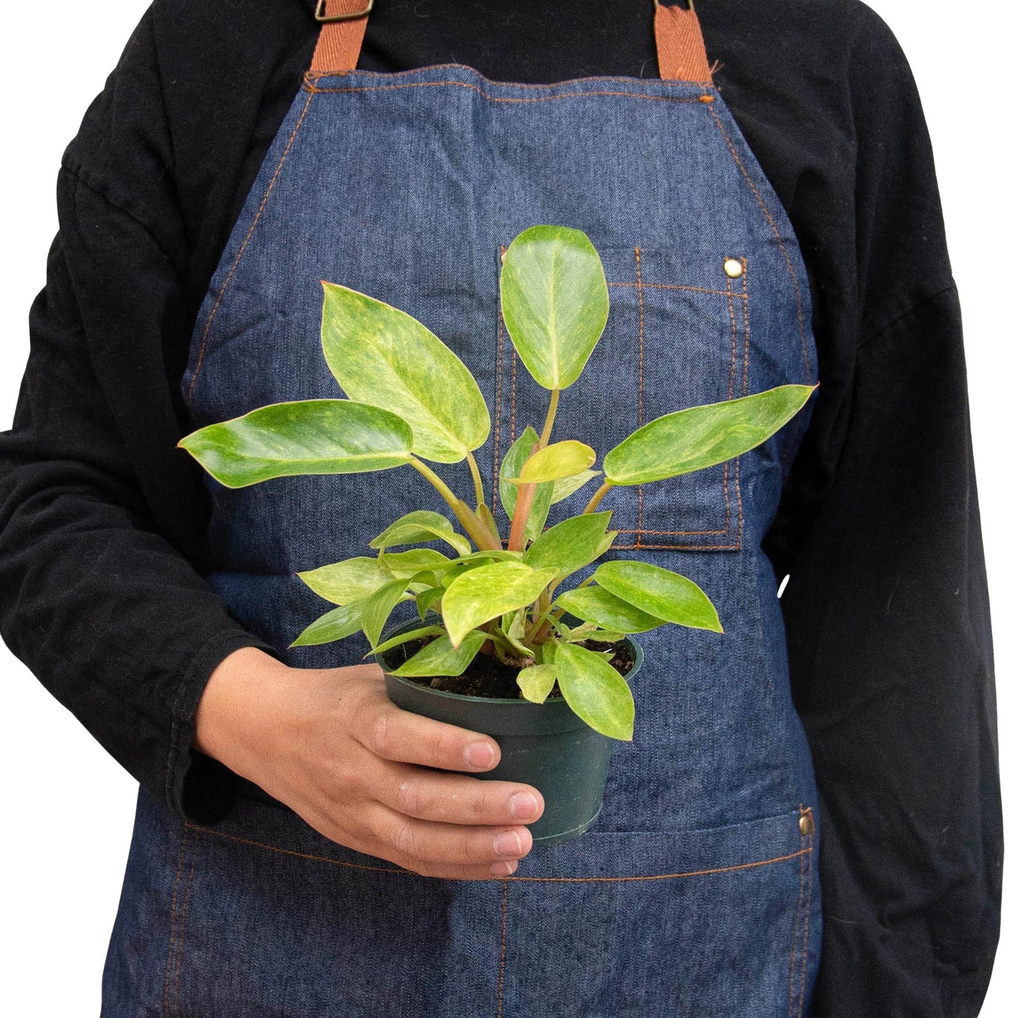 Philodendron 'Painted Lady' potted plant