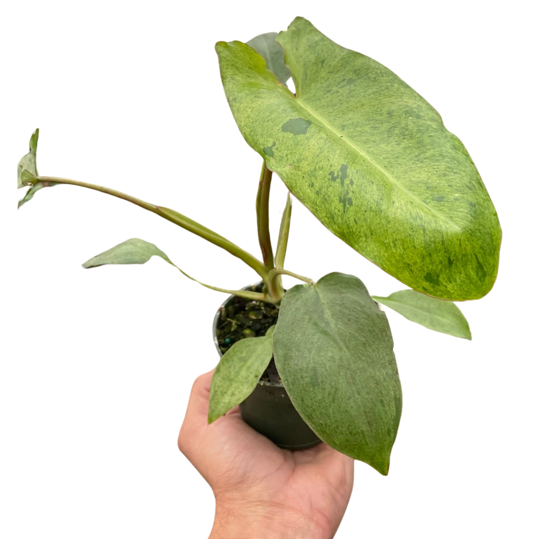 Philodendron 'Paraiso Verde' potted plant