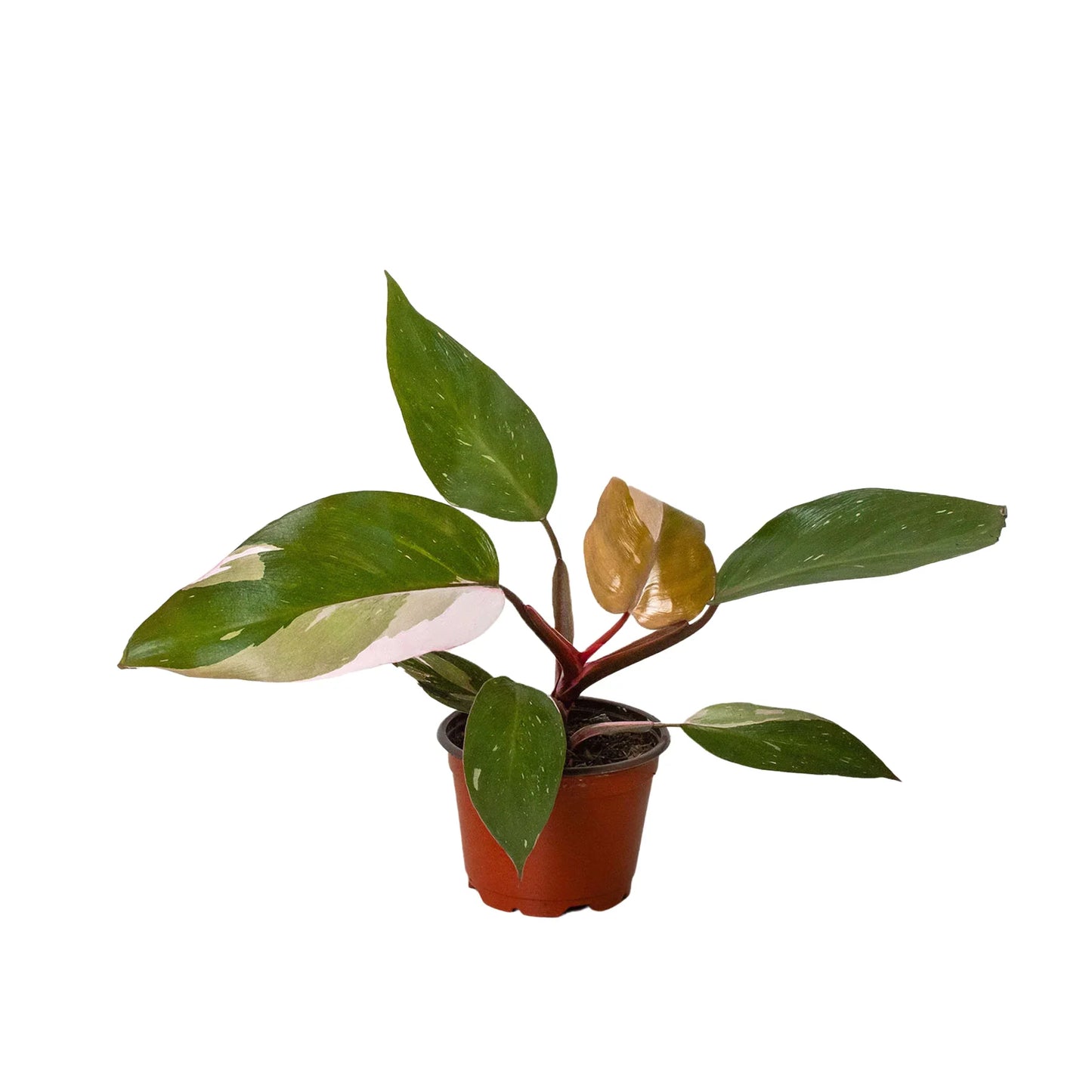 Philodendron 'Pink Princess' potted plant