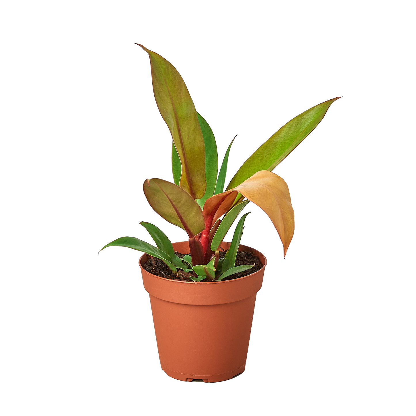 Philodendron 'Prince of Orange' 4" potted plant