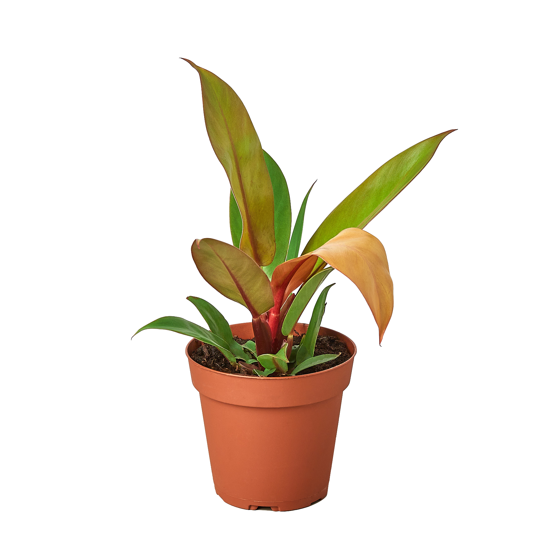 Philodendron 'Prince of Orange' 4" potted plant