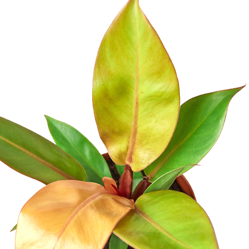 Philodendron 'Prince of Orange' 4" potted plant