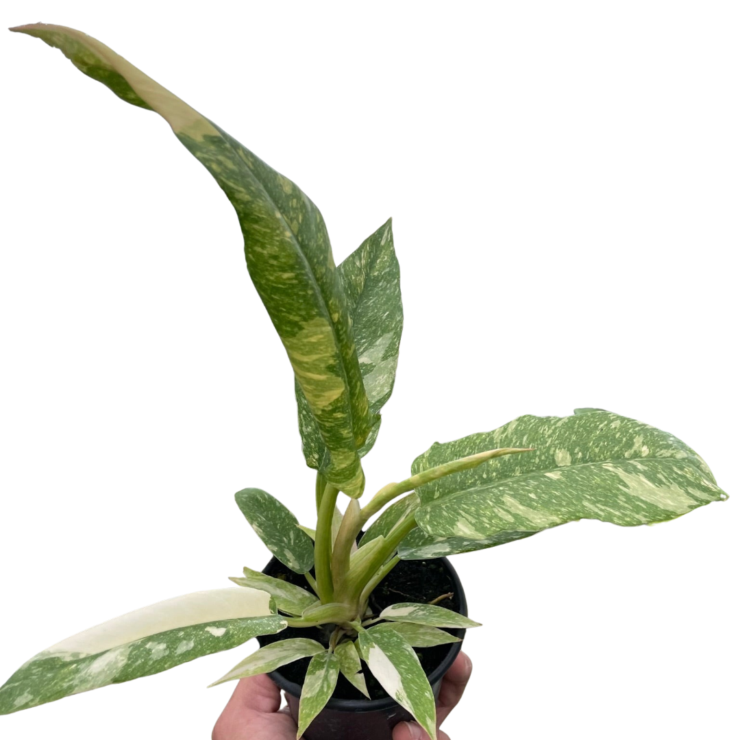 Philodendron Ring of Fire Variegated potted plant