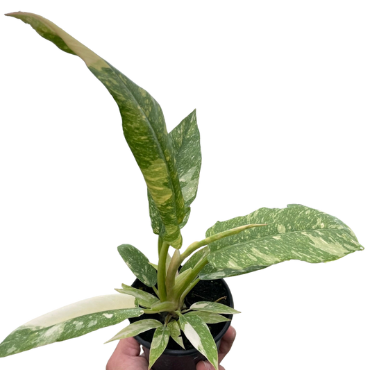 Philodendron Ring of Fire Variegated potted plant