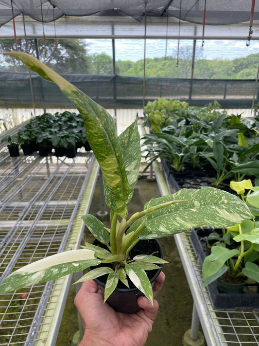 Philodendron Ring of Fire Variegated potted plant